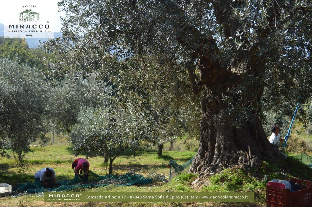 Agriturismo Miracco Atanasio Franco "Il Maniero" Santa Sofia d'Epiro Eksteriør billede