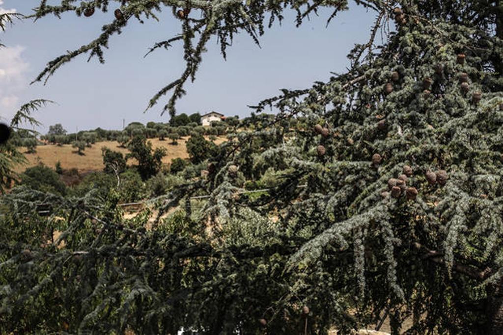 Agriturismo Miracco Atanasio Franco "Il Maniero" Santa Sofia d'Epiro Eksteriør billede