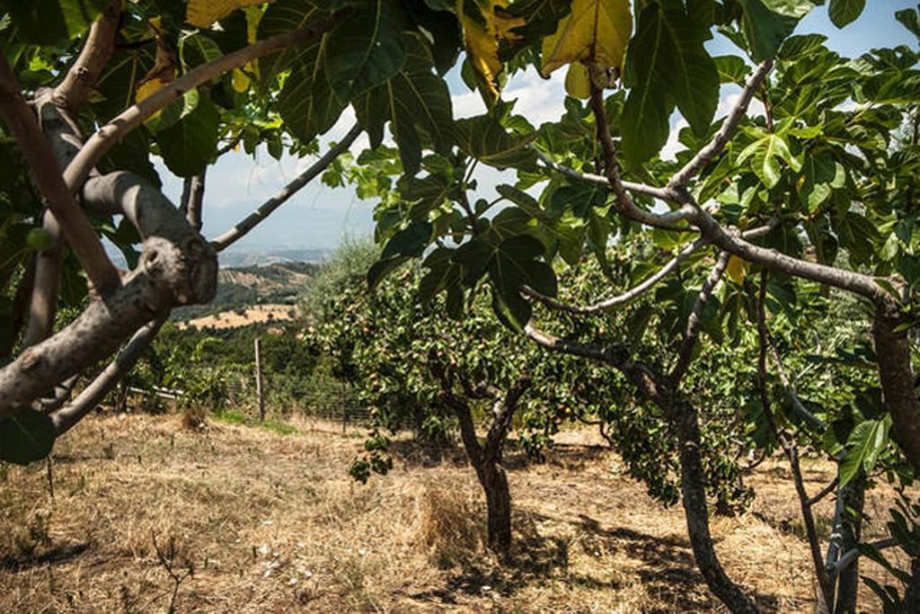 Agriturismo Miracco Atanasio Franco "Il Maniero" Santa Sofia d'Epiro Eksteriør billede