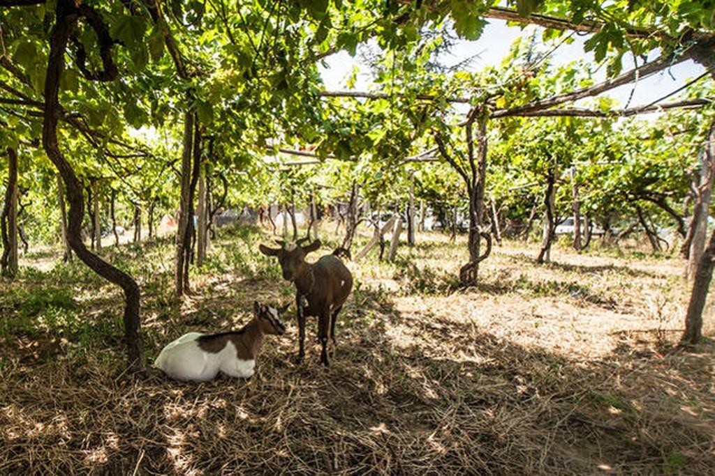 Agriturismo Miracco Atanasio Franco "Il Maniero" Santa Sofia d'Epiro Eksteriør billede