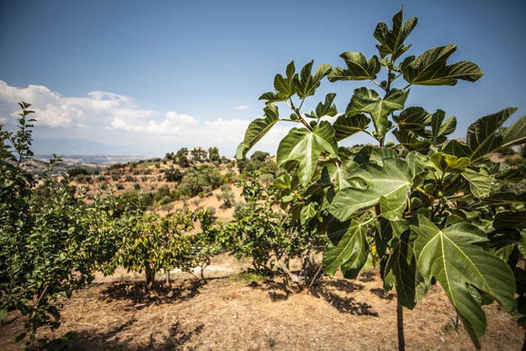 Agriturismo Miracco Atanasio Franco "Il Maniero" Santa Sofia d'Epiro Eksteriør billede