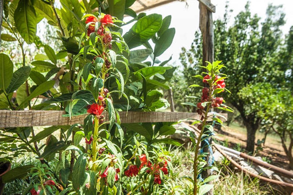 Agriturismo Miracco Atanasio Franco "Il Maniero" Santa Sofia d'Epiro Eksteriør billede