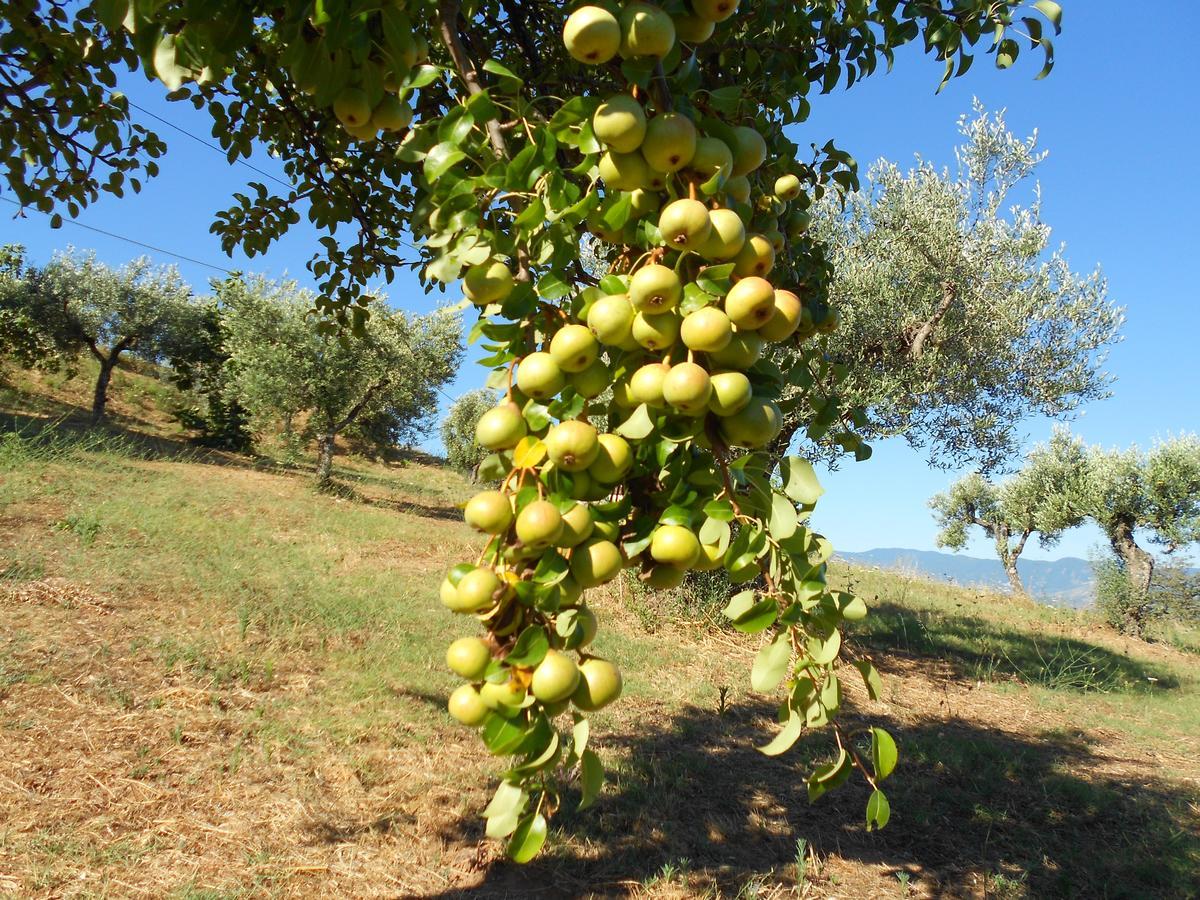 Agriturismo Miracco Atanasio Franco "Il Maniero" Santa Sofia d'Epiro Eksteriør billede